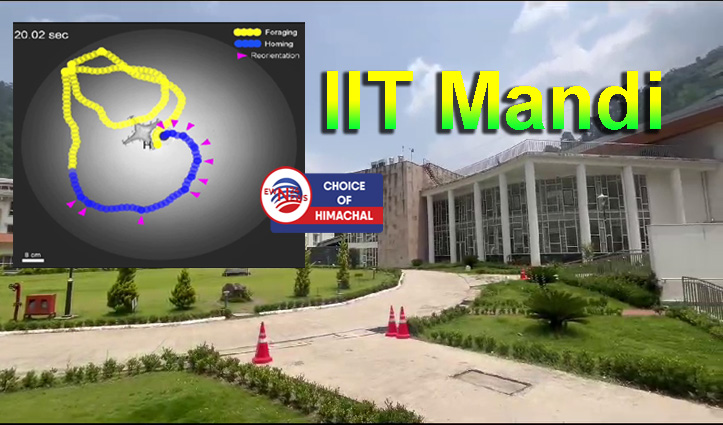 IIT मंडी का नया शोध : चरने के बाद अपने आप घर कैसे लौट आते हैं जानवर