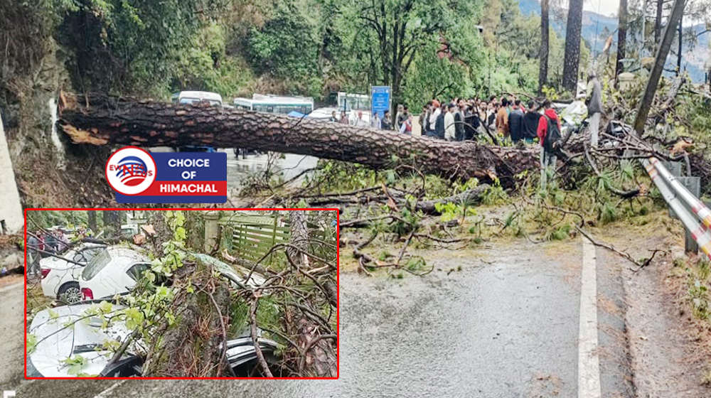 शिमला : न्यू बस स्टैंड-टूटीकंडी मार्ग पर यातायात बहाल, पेड़ गिरने से था बंद