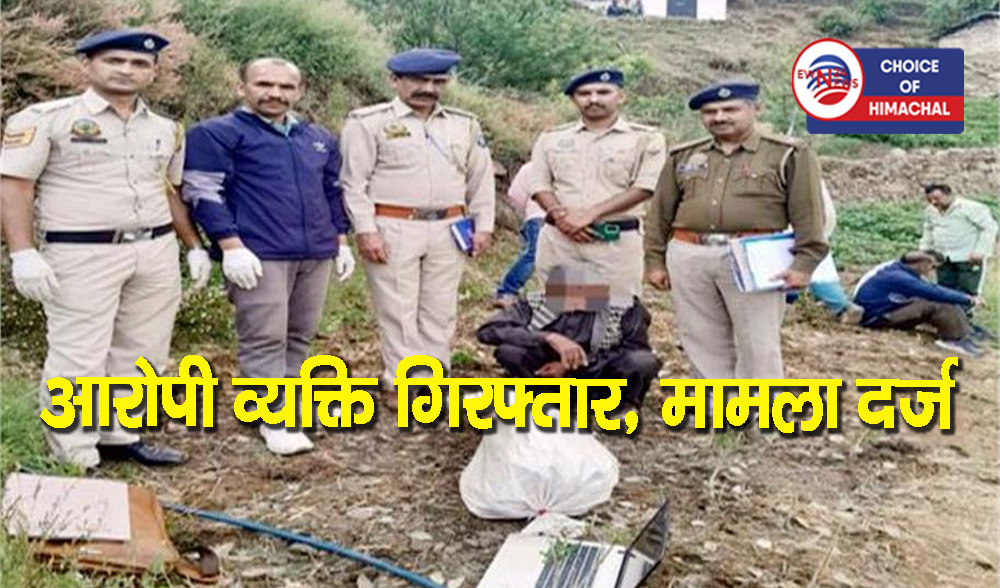 नौहराधार : घंडूरी में अफीम की अवैध खेती का भंडाफोड़, खेत में मिले 560 पौधे