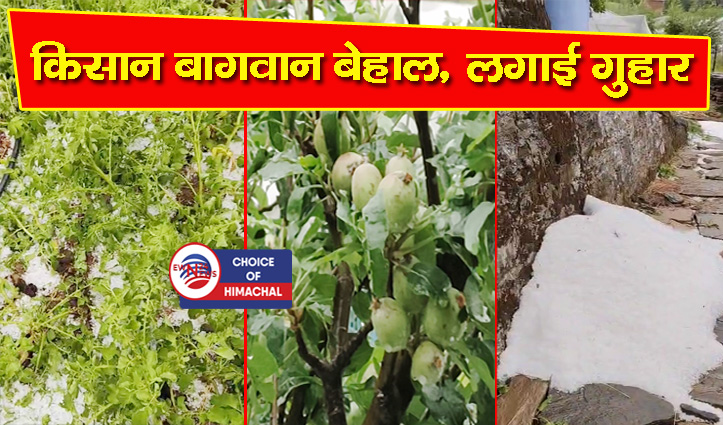 सिरमौर : पझौता के शावगा सहित कई इलाकों में ओलावृष्टि की मार, फसलें बर्बाद
