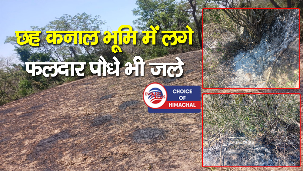 नूरपुर : खेतों में गिरी बिजली की तारें, खड़ी गेहूं की फसल जलकर राख