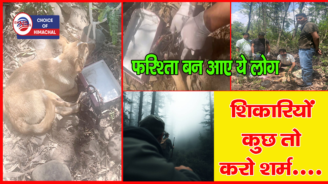 नगरोटा बगवां : जंगली जानवरों के लिए लगाई फाही में फंसा कुत्ता