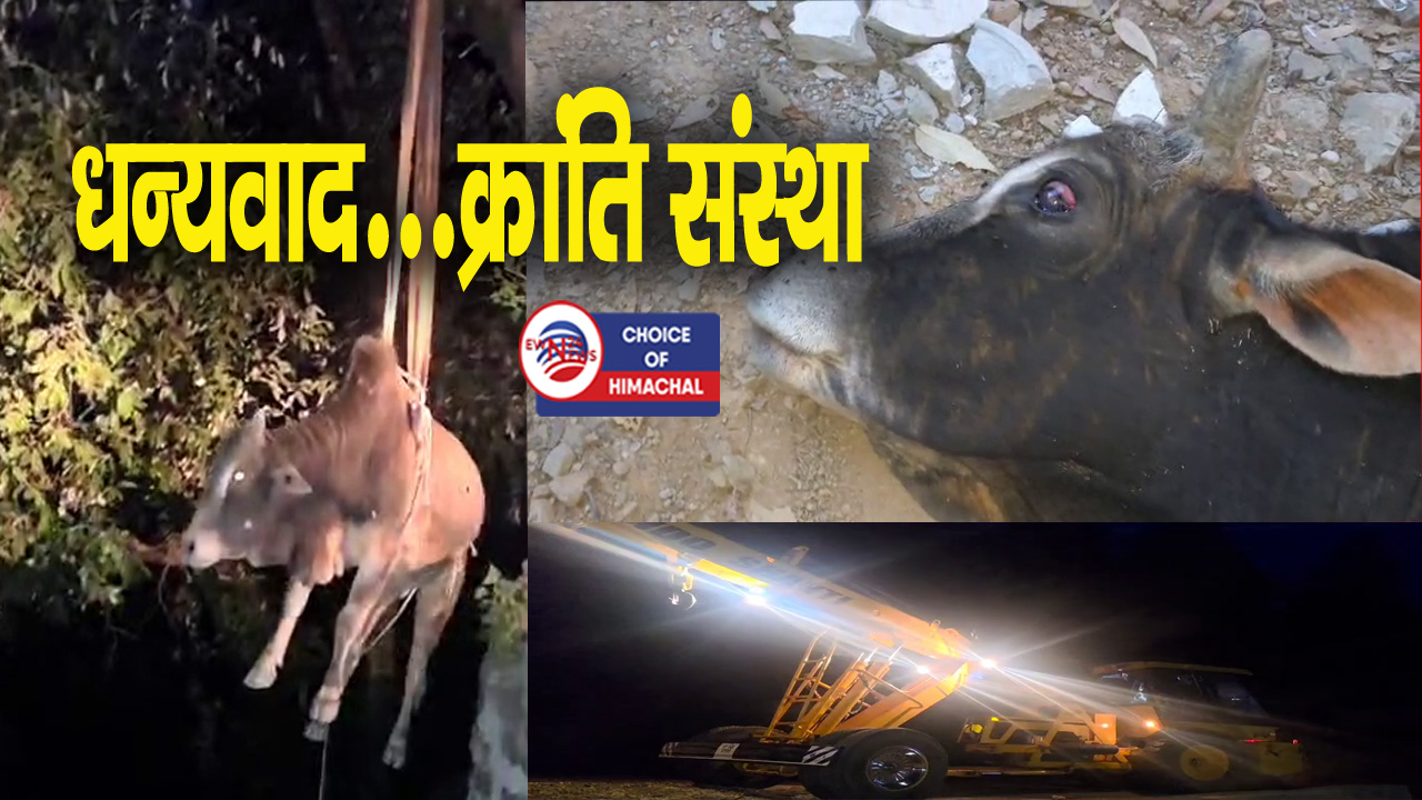 धर्मशाला बस अड्डे के पास 6 दिन से खाई में गिरा बैल रेस्क्यू- गौशाला भेजा