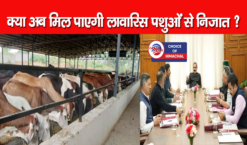 हिमाचल कैबिनेट : गौ सदनों का प्रति पशु अनुदान 700 रुपए से बढ़ाया-अब मिलेगा इतना