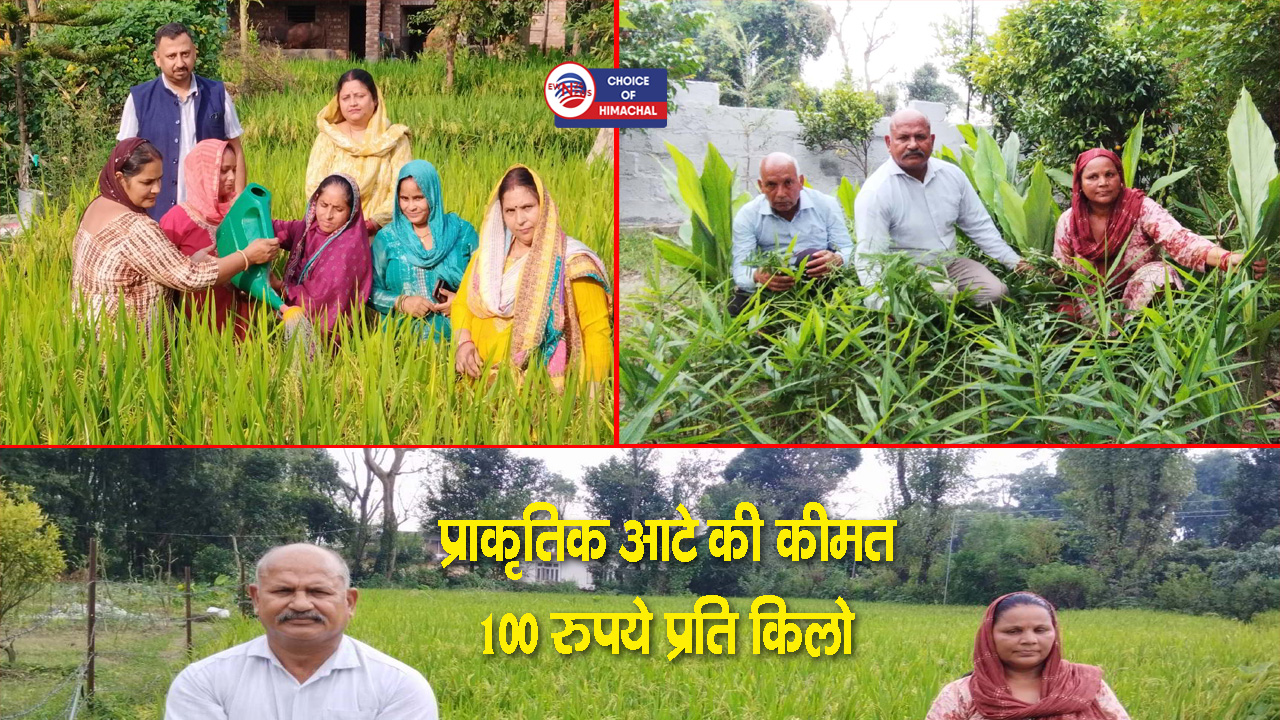 कांगड़ा में प्राकृतिक खेती का बढ़ा प्रसार, दो दिन में बिका 10  क्विंटल आटा और दलिया