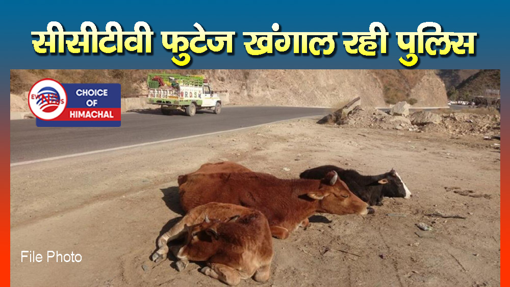 शिमला : नेरवा में सड़क किनारे मिला गौवंश का कटा सिर, लोगों में भारी रोष-मामला दर्ज