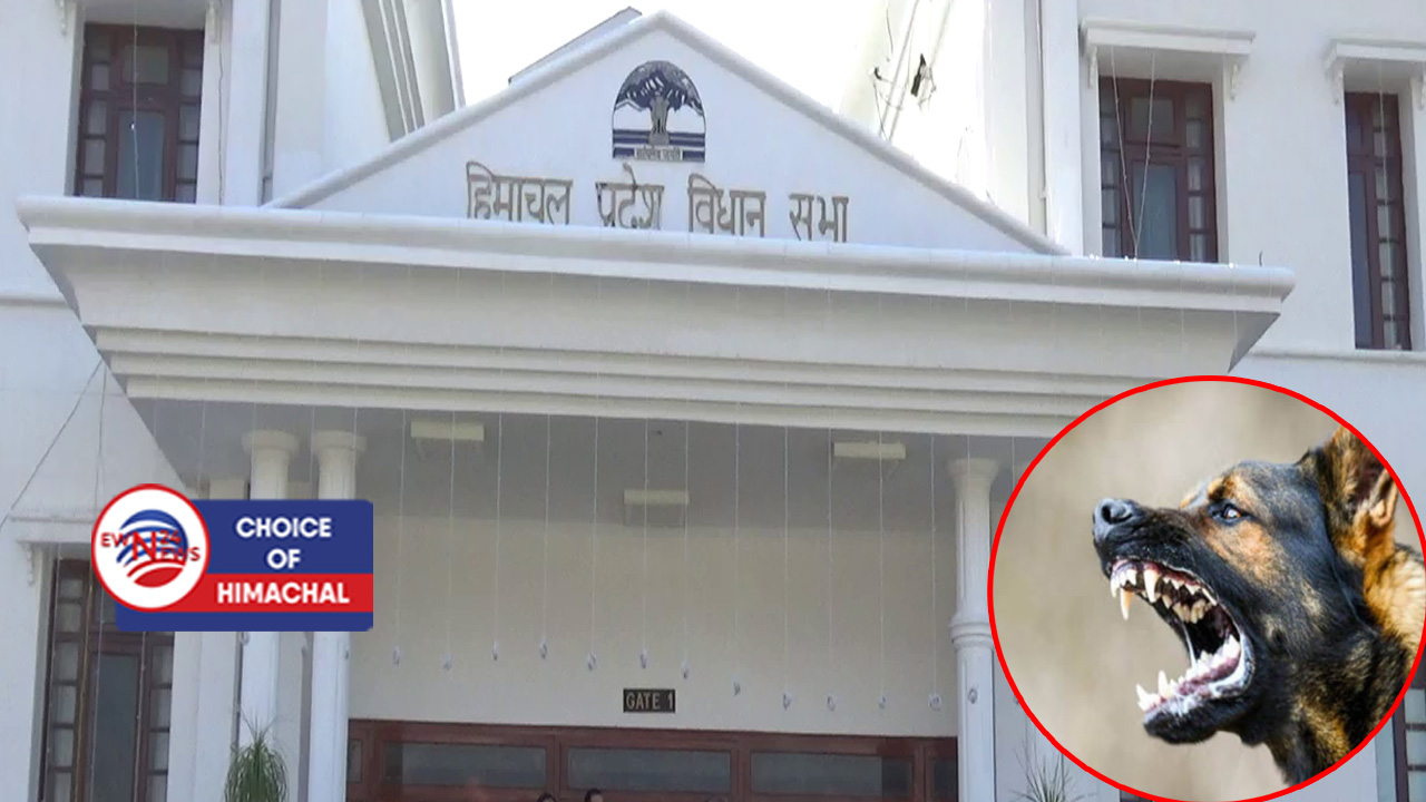 तपोवन : हिमाचल में 3 साल में कुत्तों के काटने के  3 लाख से अधिक केस, 11 लोगों की गई जान