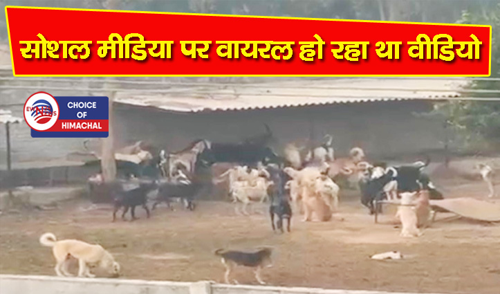 कांगड़ा : माजरा में कुत्तों के गाय को काटने के मामले में बड़ा खुलासा-पढ़ें पूरी खबर