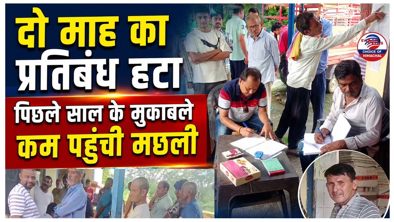 बाजारों में पहुंची पौंग डैम की मछली, रोड़ डिब्बर में पहले दिन 21 क्विंटल हुई एकत्रित