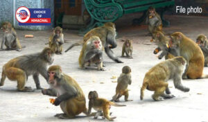 हिमाचल में नसबंदी से घट रही बंदरों की संख्या, वन्य प्राणी विंग फिर करवा रहा गणना
