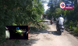 तूफान ने डराए लोग, कांगड़ा-जोगीपुर मार्ग पर गिरा पेड़- हुआ बहाल