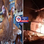 हमीरपुर : पोल्ट्री फार्म में अग्निकांड, 5000 मुर्गे जिंदा जल गए, लाखों का नुकसान