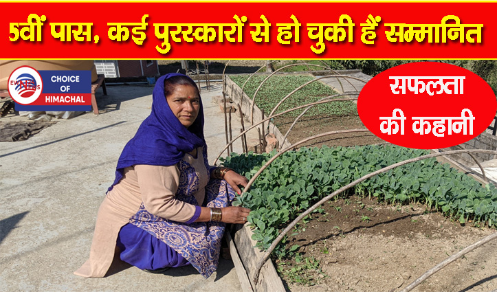 सुंदरनगर : बीमार पति की चिंता, खेती लायक जमीन नहीं, सुनीता ने छत पर उगा दी पनीरी